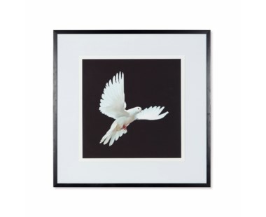 Dove - C