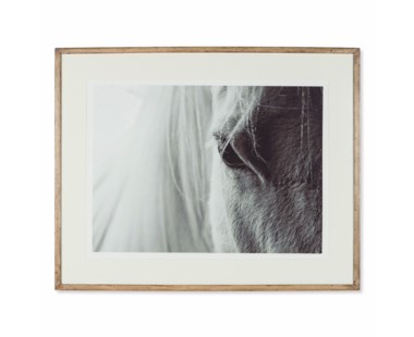 White Horse Anthro