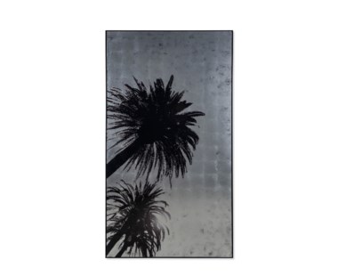 Silver Leaf Palm Tree - C