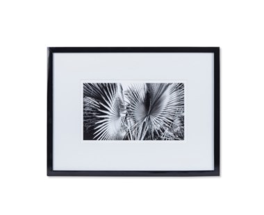 Black & White Palm Leaves - C