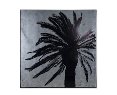 Silver Leaf Palm Tree - B