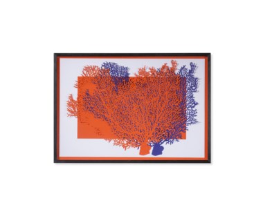 Red & Blue Coral