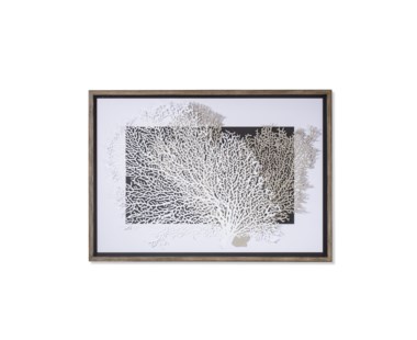 White & Grey Coral