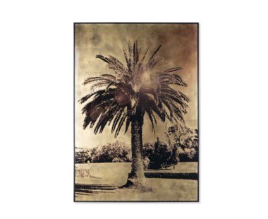 Gold Leaf Palm Tree