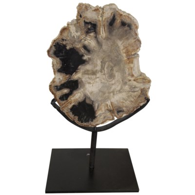 ZZZ Wood Fossil with Stand, 10"