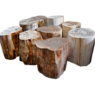 Full Polished Fossil Stool